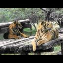 Safari park v Bangkoku-Thajsko