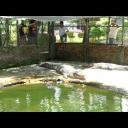 Sandakan-krokodýlí farma Malajsie