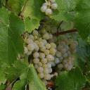 Odrůdy bílého vína (2)
