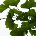 Ginkgo (ginko) biloba (Jinan dvoulaločný)