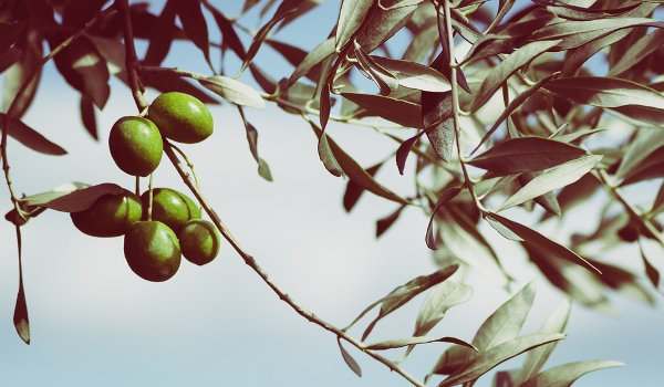 olivový olej, zdraví, vitaminy, nemoci, přírodní léčba, stravování
