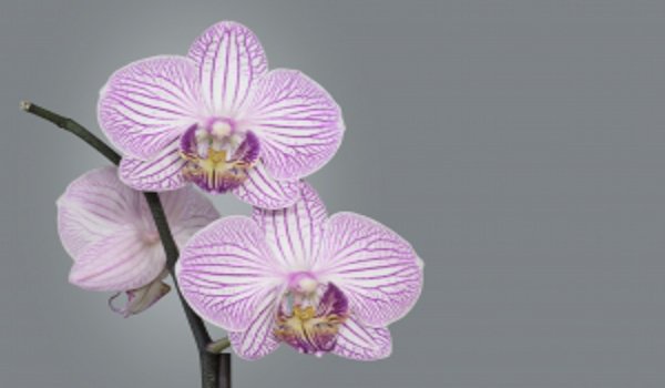 Orchideje - exotická krása