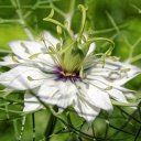 Černý kmín - přírodní antibiotikum, antidepresivum a afrodiziakum