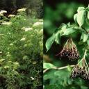 Bez černý (Sambucus nigra)