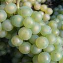 Odrůda hroznů - Chardonnay