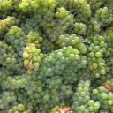 Odrůda hroznů - Sauvignon Blanc