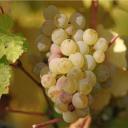 Odrůda hroznů - Riesling