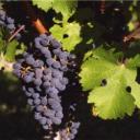 Odrůda hroznů - Cabernet Sauvignon