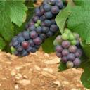 Odrůda hroznů - Pinot noir
