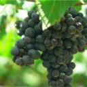 Odrůda hroznů - Syrah|Shiraz
