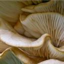 Hlíva ústřičná (Pleurotus ostreatus)