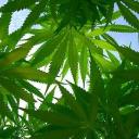 Marihuana - kontroverzní složka pro krásu