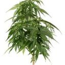  Konopí, marihuana, hašiš - cestička do pekla