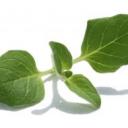Oregano, tymián, estragon a santolina cypřiškovitá - bylinky s vůní Středomoří