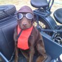 Harley dog