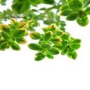Detoxikace nervového systému podle tradiční čínské medicíny