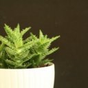 Detoxikace organismu s aloe vera