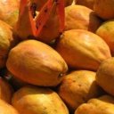 Detoxikace pomocí papáji - stromového melounu