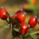 Kojení vyžaduje stravu plnou vitaminů a dostatek tekutin