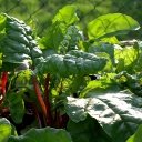 Mangold - chutná zelenina plná vitaminů, minerálů a vlákniny