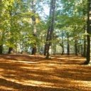Psychologie, která se zabývá vztahem člověka s přírodou - ekopsychologie