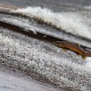Růst svalů, dobrou náladu a imunitu zajistí omega-3 mastné kyseliny