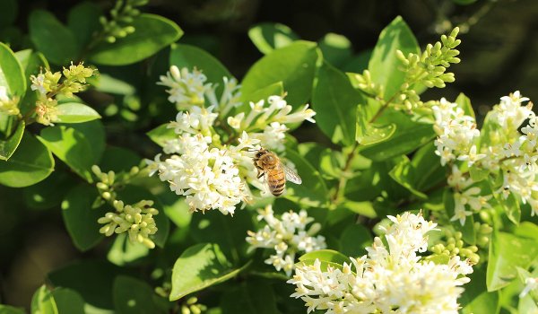 včely, med, propolis, zdraví, přírodní antibiotikum