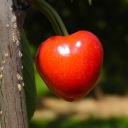 Třešně snižují hladinu cholesterolu a pomáhají s hubnutím