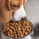 Výběr správných granulí pro psa - prevence obezity a dalších zdravotních problémů