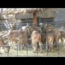 Zoo v Dubaji